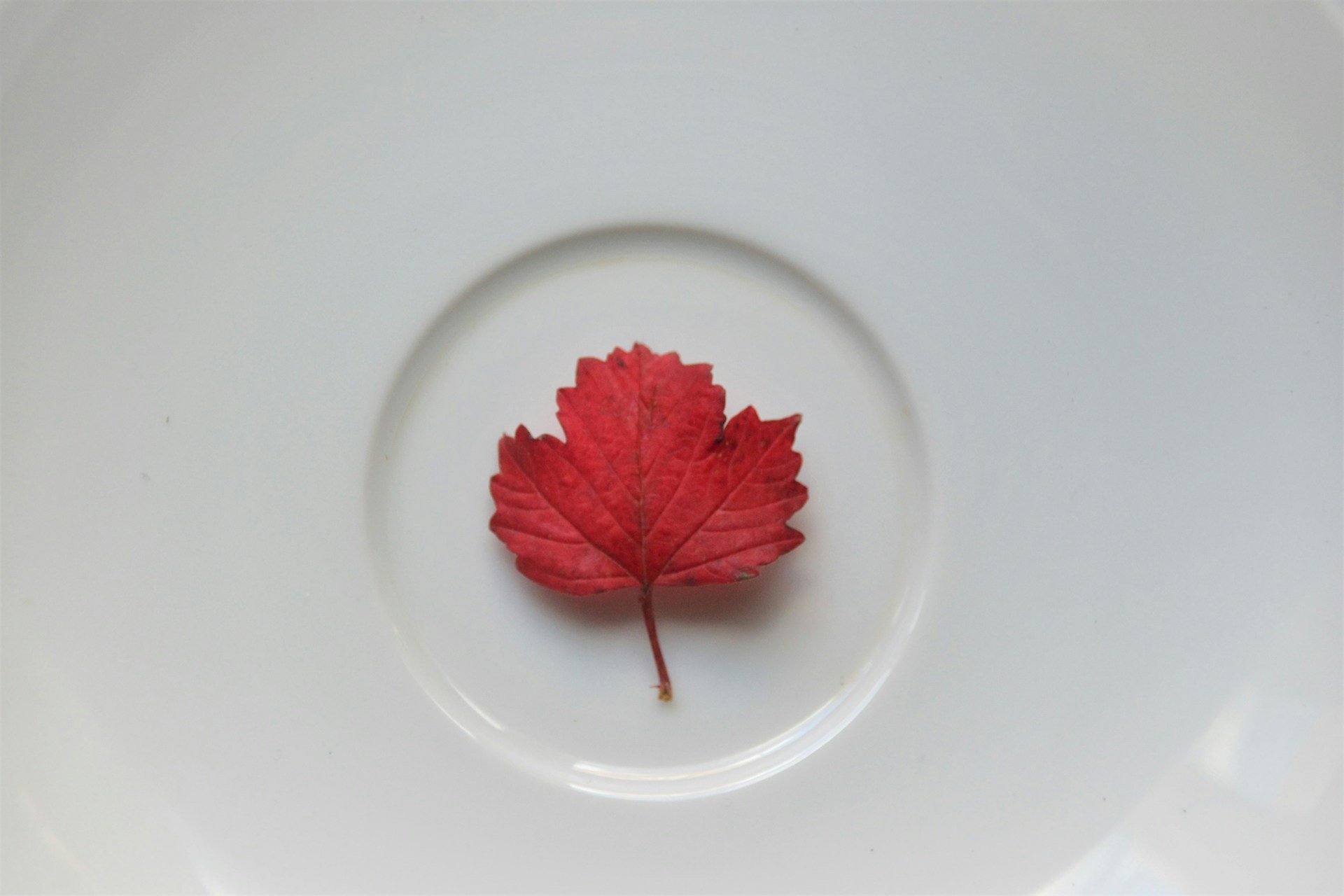 Relax and Rejuvenate at our Pet-Friendly Villa in Panchgani